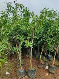 Langra Mango Fruit Plant Manufacturer & Supplier in India